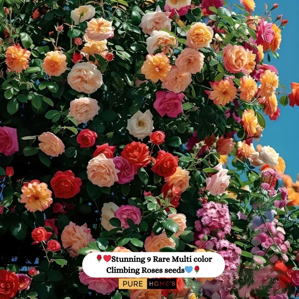 🌹 Elegant Climbing Rose Flower Seeds- 9 Rare and Breathtaking Colors Seeds (IMPORTED)